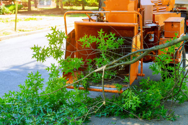 Reliable Belleville, MI Tree Removal Solutions